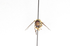 Helophilus fasciatus