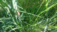 Gonocerus acuteangulatus