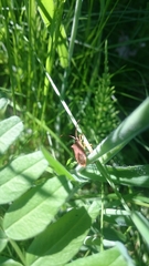 Gonocerus acuteangulatus