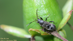 Panaorus albomaculatus