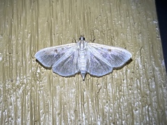 Herpetogramma aquilonalis