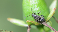 Panaorus albomaculatus
