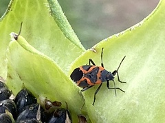Lygaeus kalmii