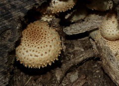 Pholiota