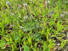 Polygala verticillata