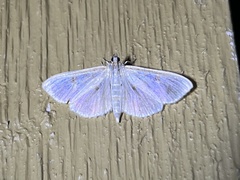 Herpetogramma aquilonalis