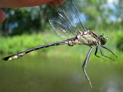 Dromogomphus spinosus