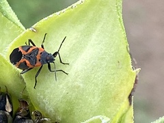Lygaeus kalmii