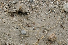 Pogonomyrmex salinus