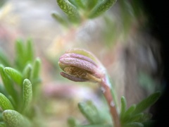 Portulaca