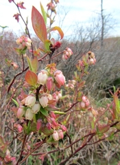 Vaccinium corymbosum