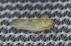 Macrosteles