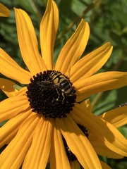 Eristalis transversa