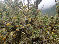 Berberis microphylla
