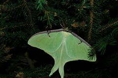 Actias luna