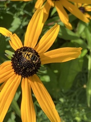 Eristalis transversa