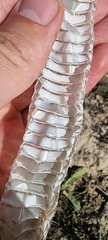Serpentes
