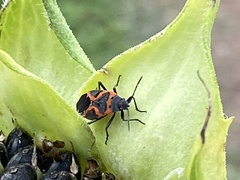 Lygaeus kalmii