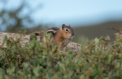 Callospermophilus lateralis