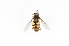 Helophilus fasciatus