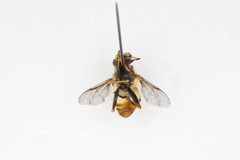 Helophilus fasciatus