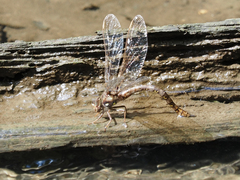 Boyeria vinosa
