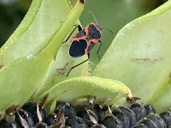 Lygaeus kalmii