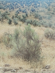 Artemisia tridentata
