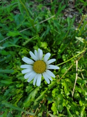 Leucanthemum maximum