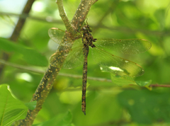 Boyeria vinosa