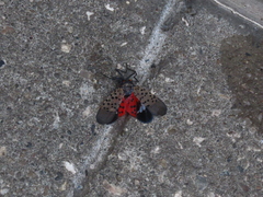 Lycorma delicatula