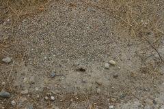 Pogonomyrmex salinus