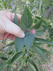 Celtis occidentalis