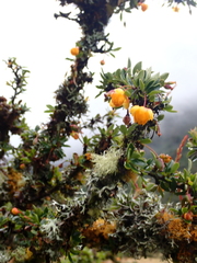 Berberis microphylla