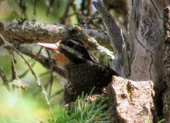 Sphyrapicus varius × nuchalis