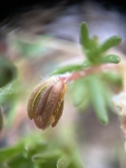 Portulaca