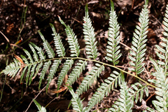 Pteridium esculentum