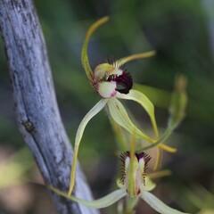 Caladenia hoffmanii