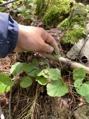 Pyrola elliptica