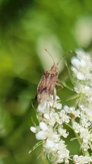 Harmostes fraterculus