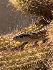 Elgaria multicarinata