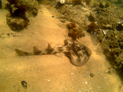 Trygonorrhina dumerilii