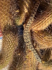 Elgaria multicarinata