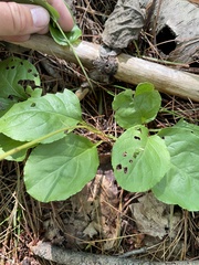 Pyrola elliptica