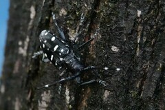 Anoplophora macularia