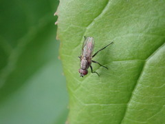Anthomyiidae