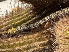 Elgaria multicarinata