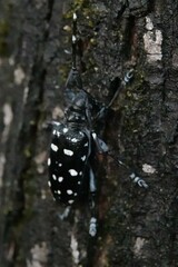 Anoplophora macularia