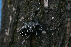 Anoplophora macularia