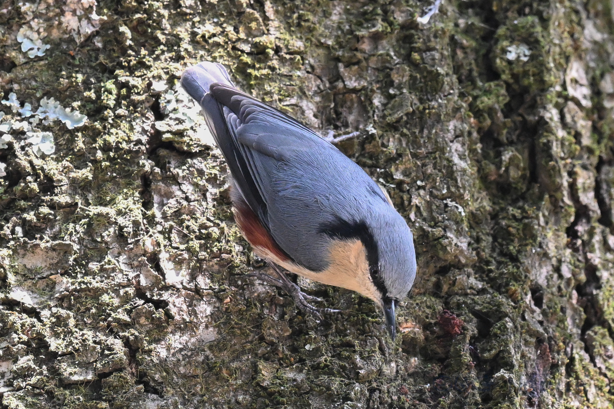 Chestnut-vented Nuthatch